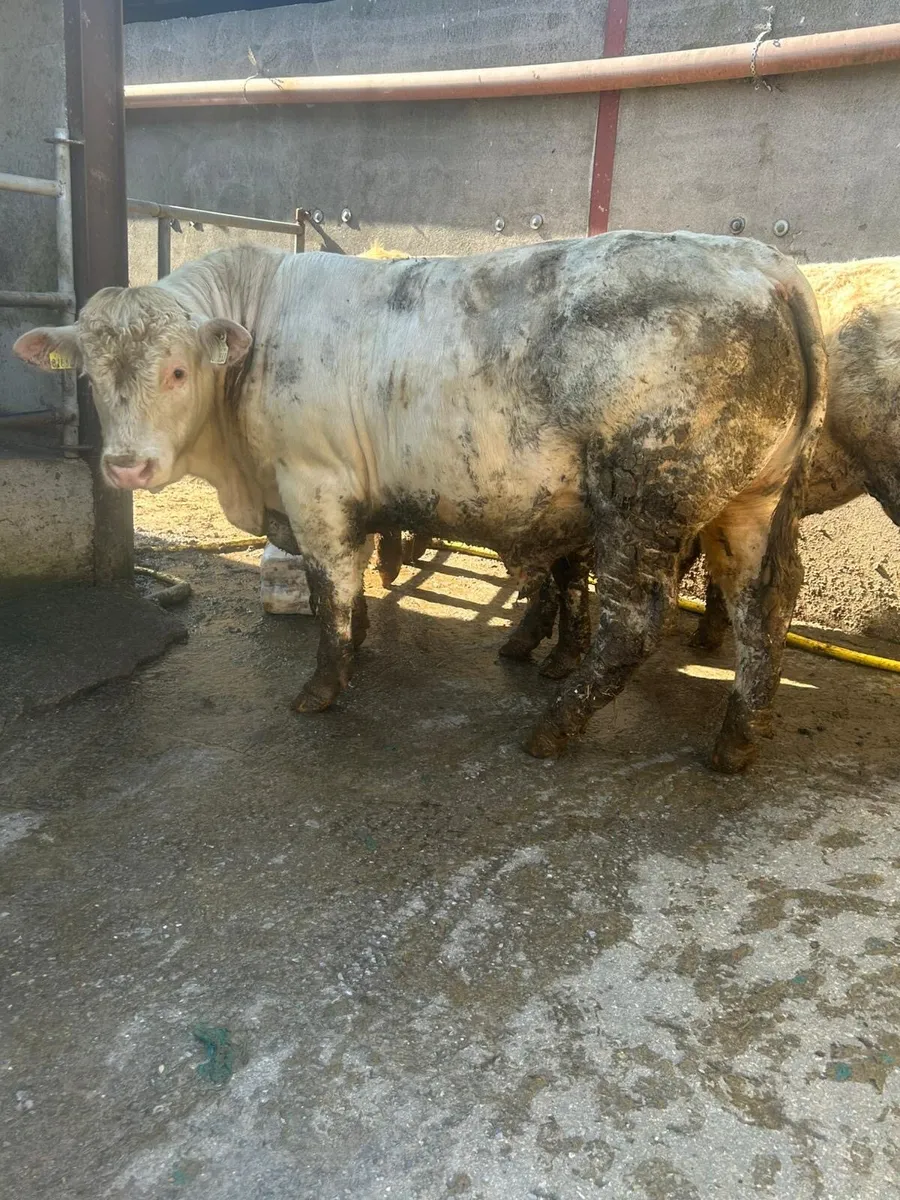 Charolais PBR Bull 14 months - Image 1