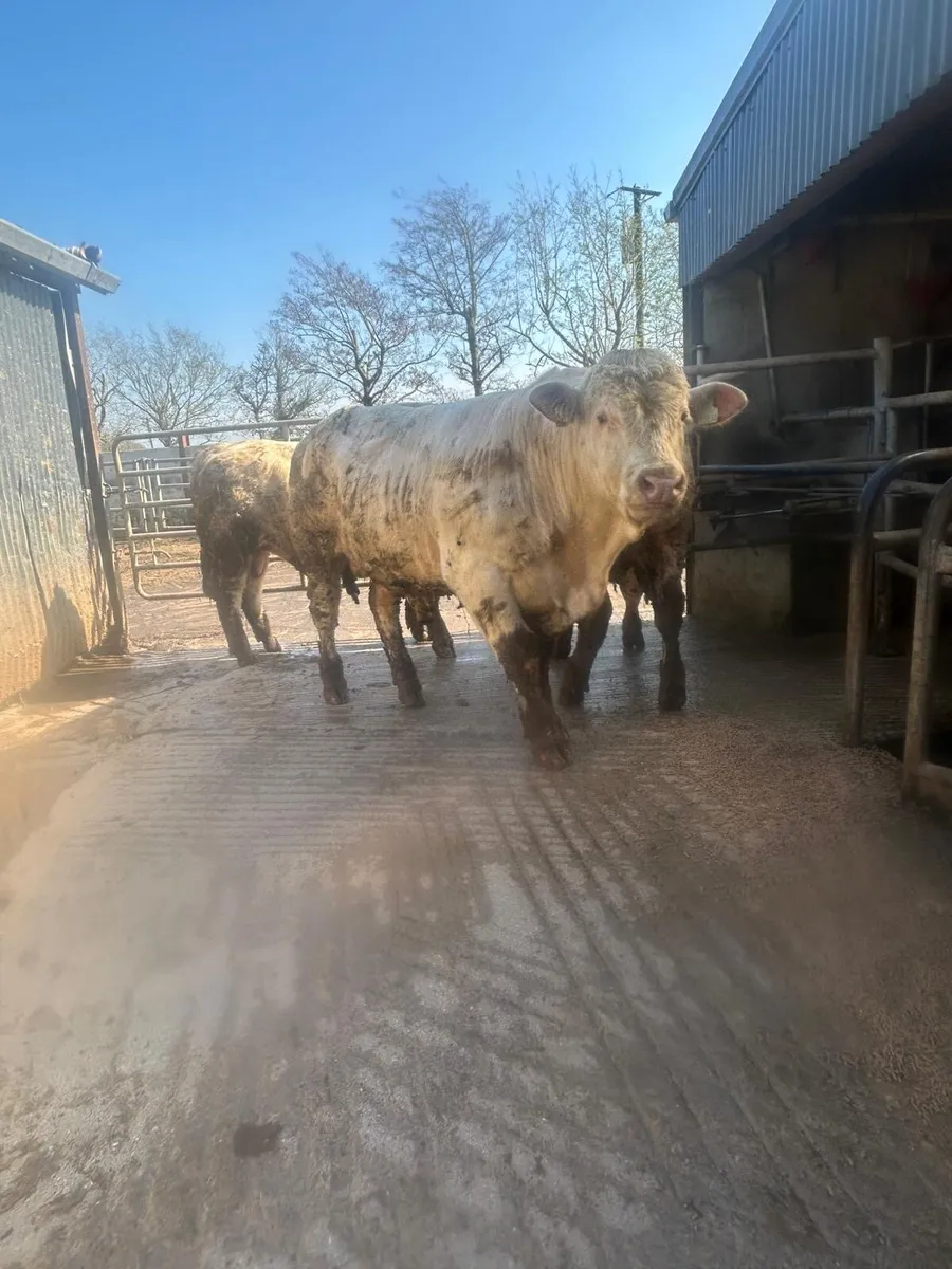 Charolais PBR Bull 14 months - Image 2