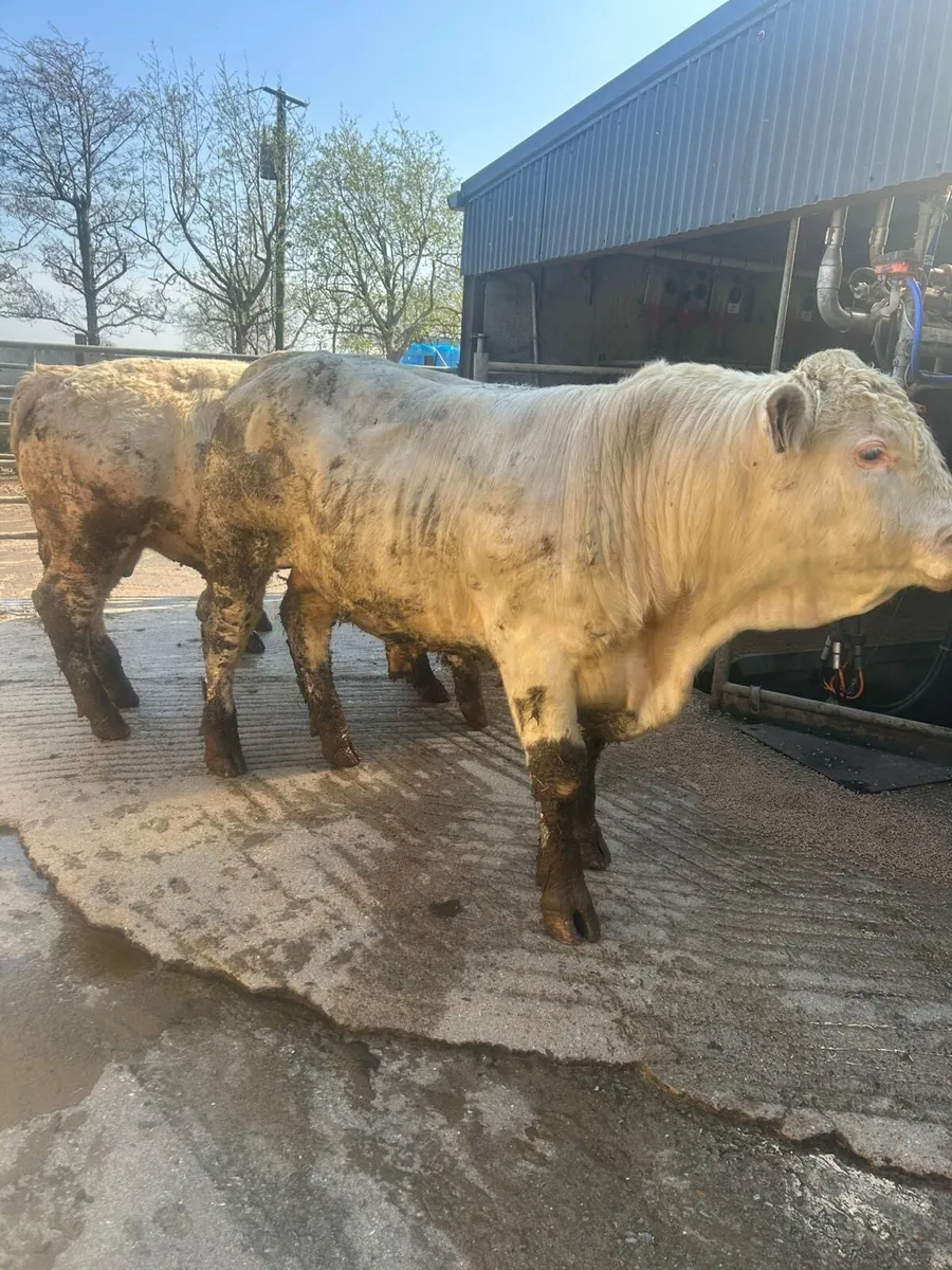 Charolais PBR Bull 14 months - Image 3