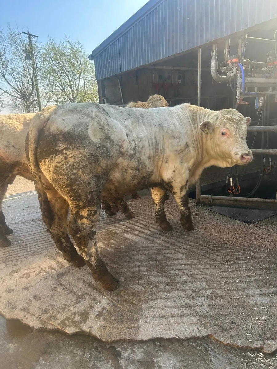 Charolais PBR Bull 14 months - Image 4