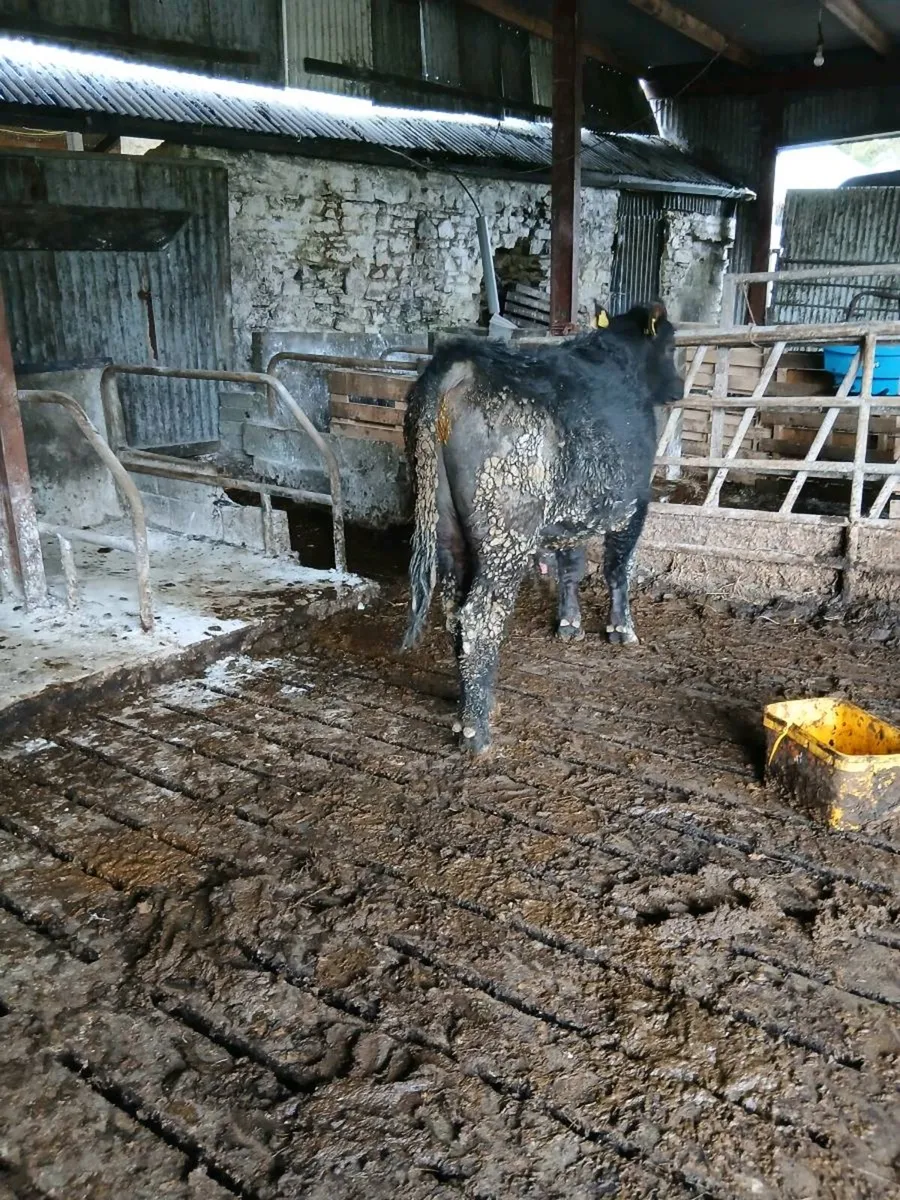 Angus Bull - Image 1