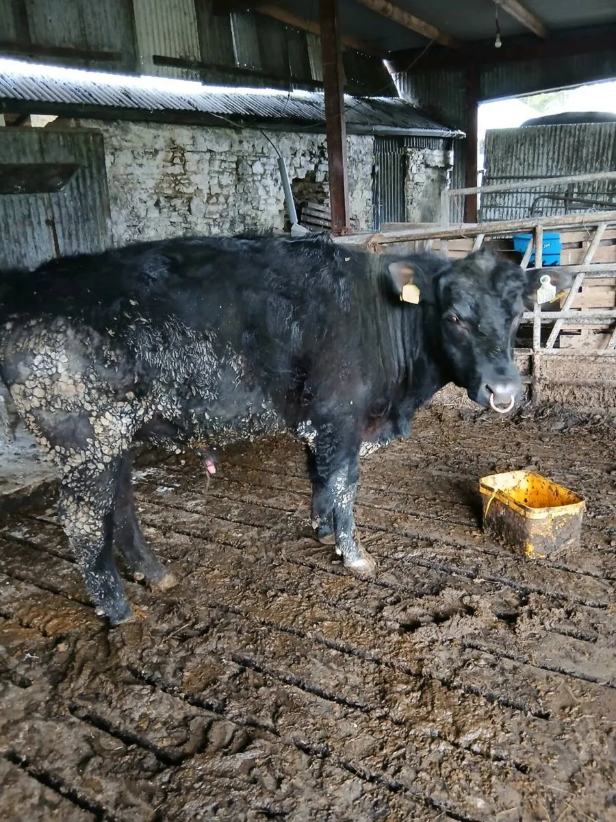 Angus Bull - Image 2