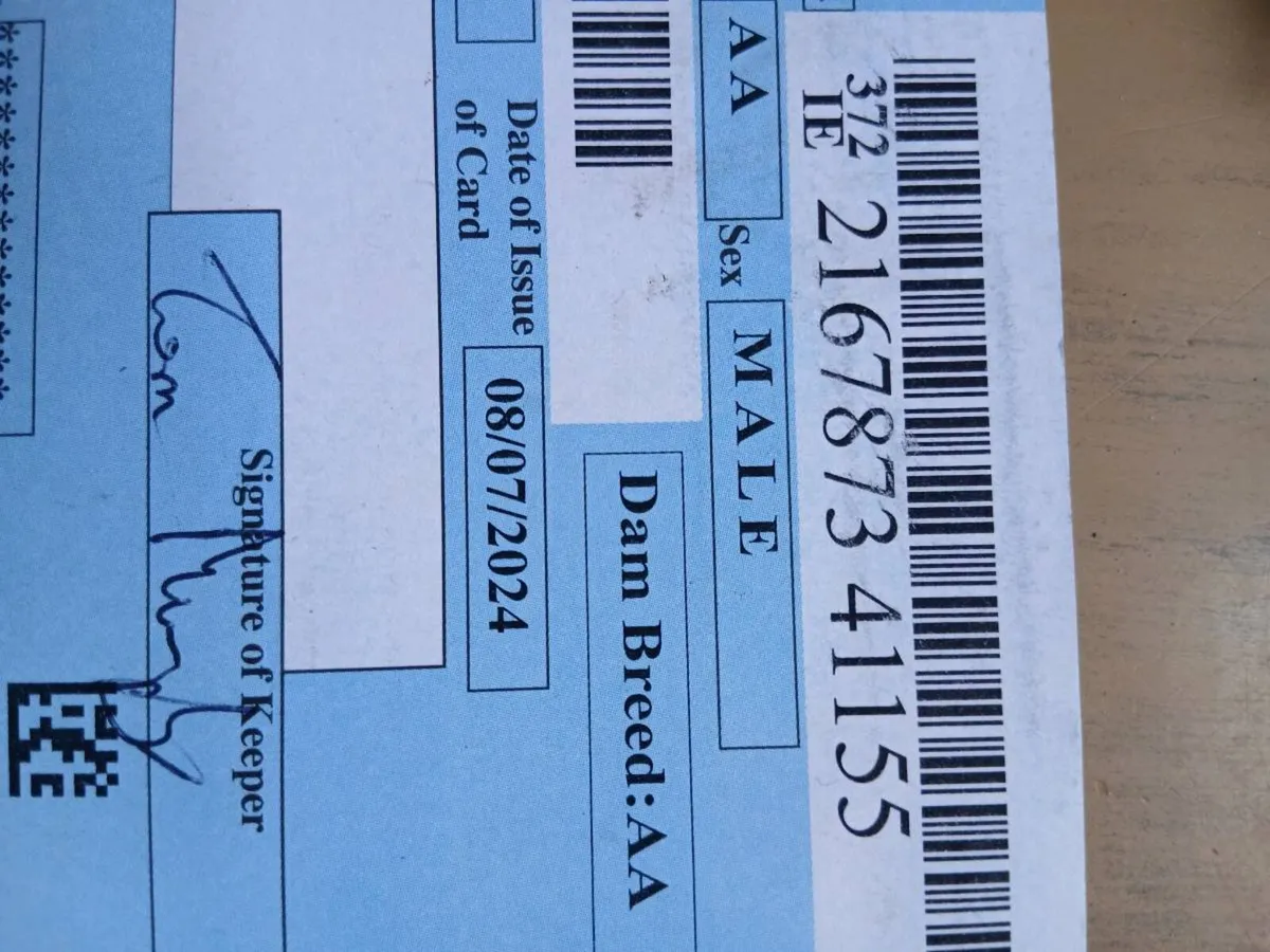 Angus Bull - Image 3