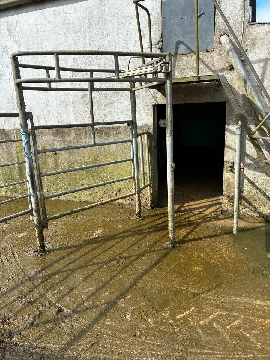 G.D.R cow drafter gate - Image 1