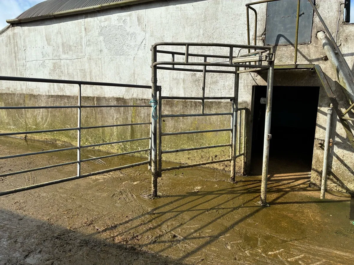 G.D.R cow drafter gate - Image 2