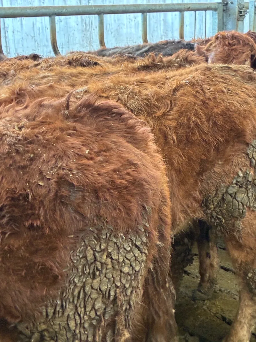 SUPER QUALITY LMX/CHX BULLOCKS 300KG - Image 3