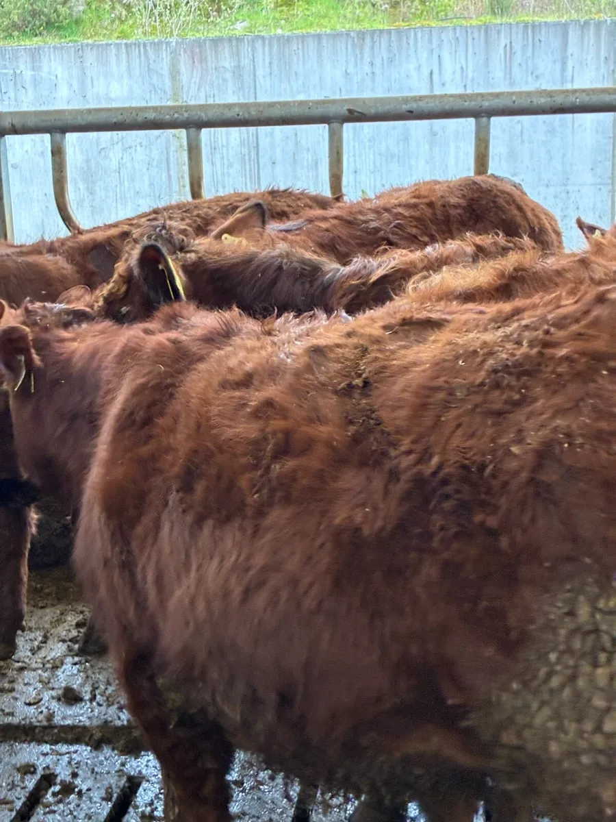 SUPER QUALITY LMX/CHX BULLOCKS 300KG - Image 4