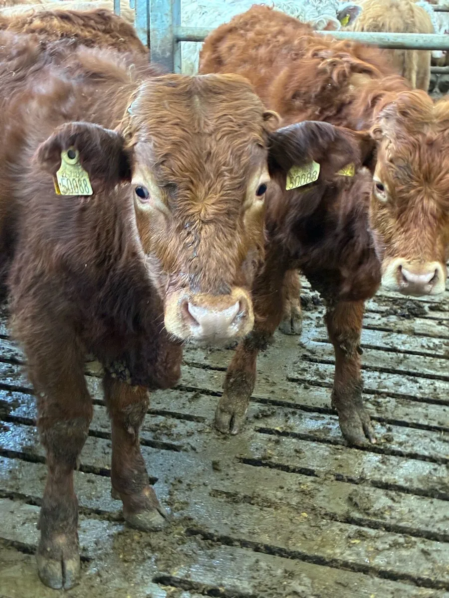 SUPER QUALITY LMX/CHX BULLOCKS 300KG - Image 1