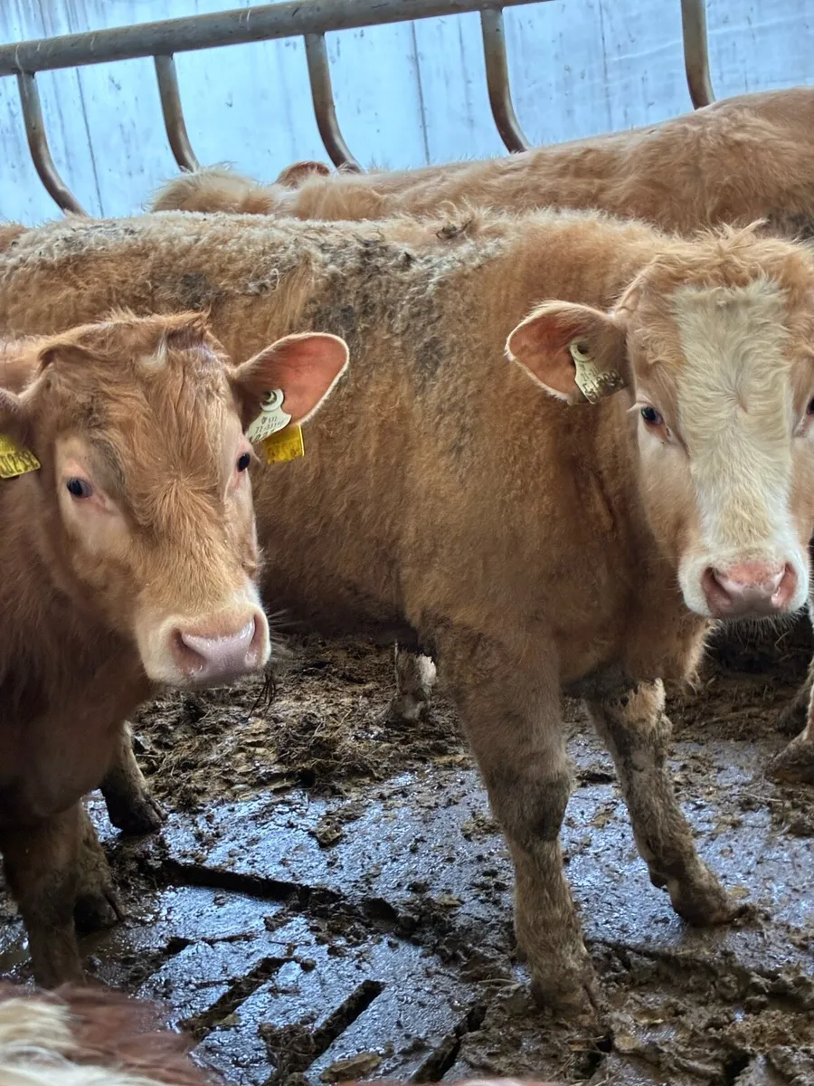 SUPER QUALITY LMX/CHX BULLOCKS 300KG - Image 2