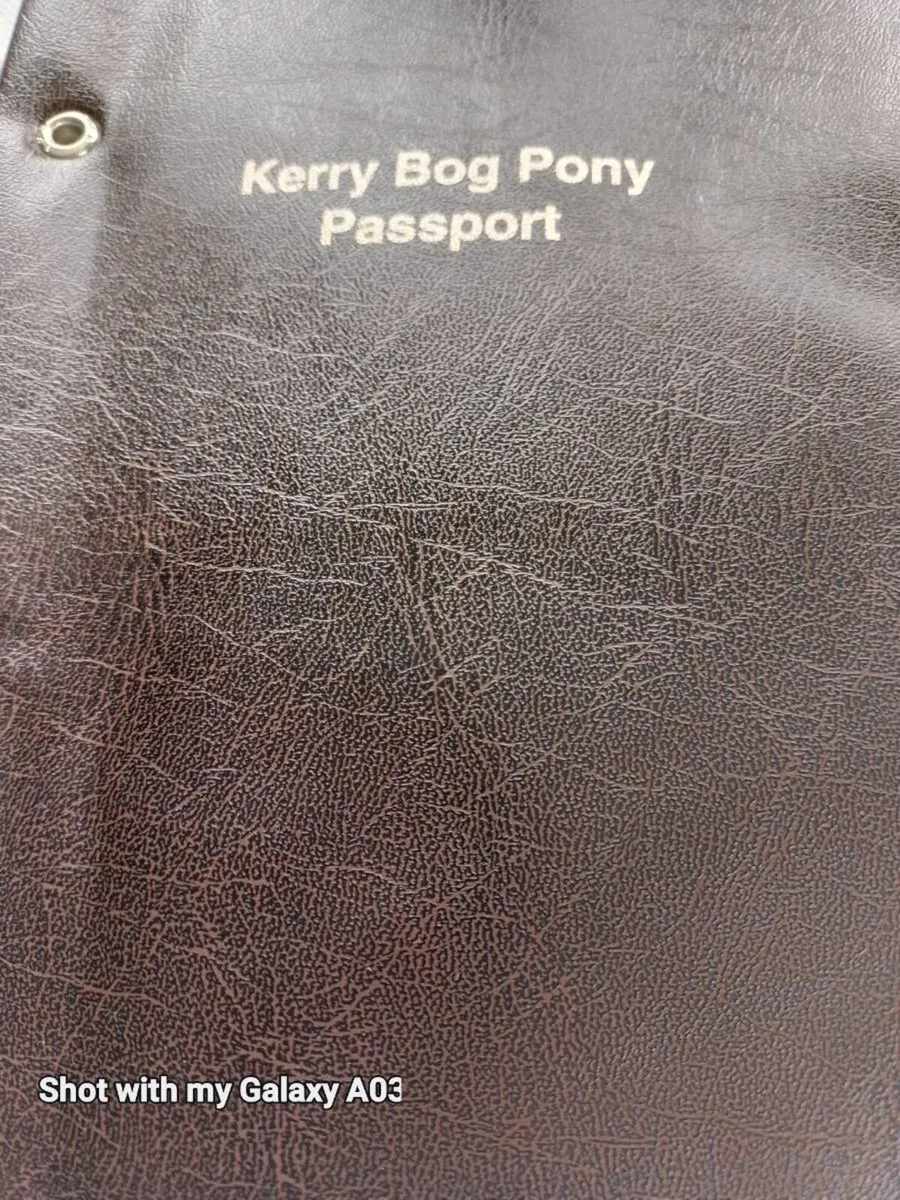 Kerry bog pony mare in foal also 2 fillies - Image 1