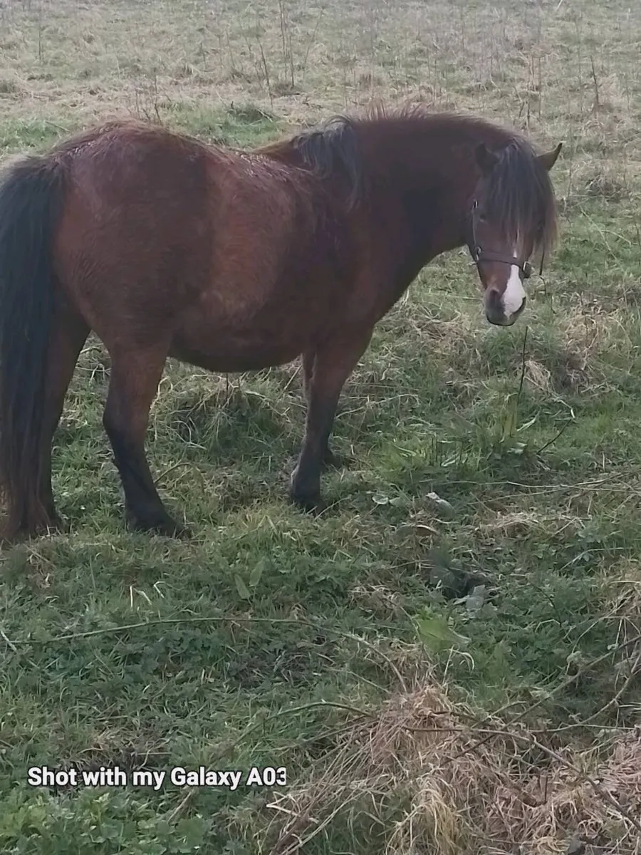 Kerry bog pony mare in foal also 2 fillies - Image 2