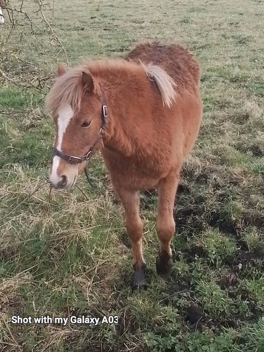 Kerry bog pony  2 fillies - Image 4