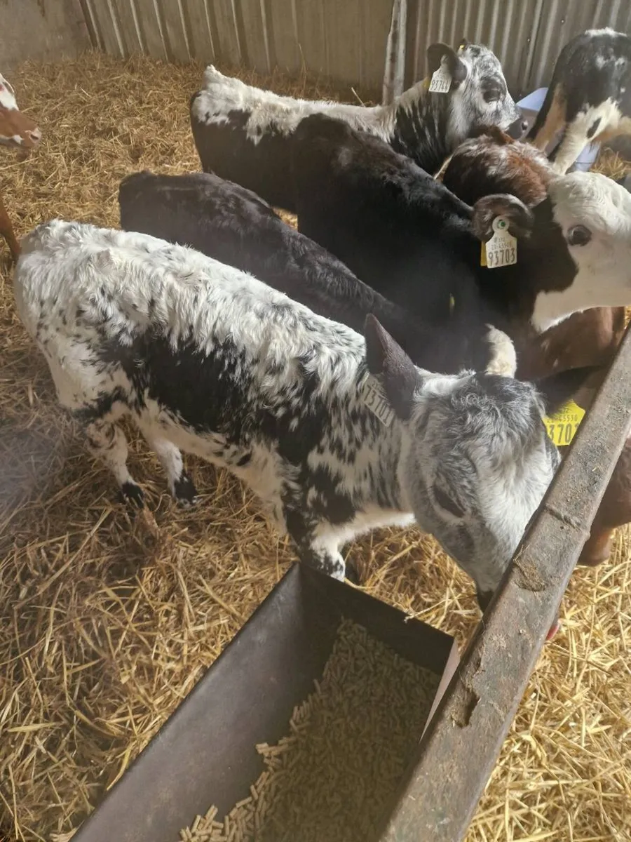 Speckled park - Image 2