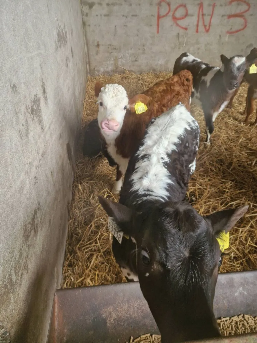 Speckled park - Image 3