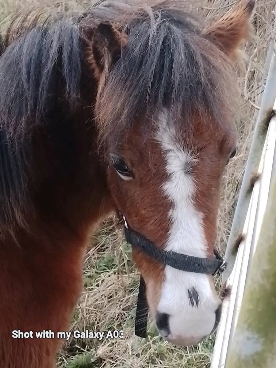 Kerry bog pony mare in foal also 2 fillies - Image 3
