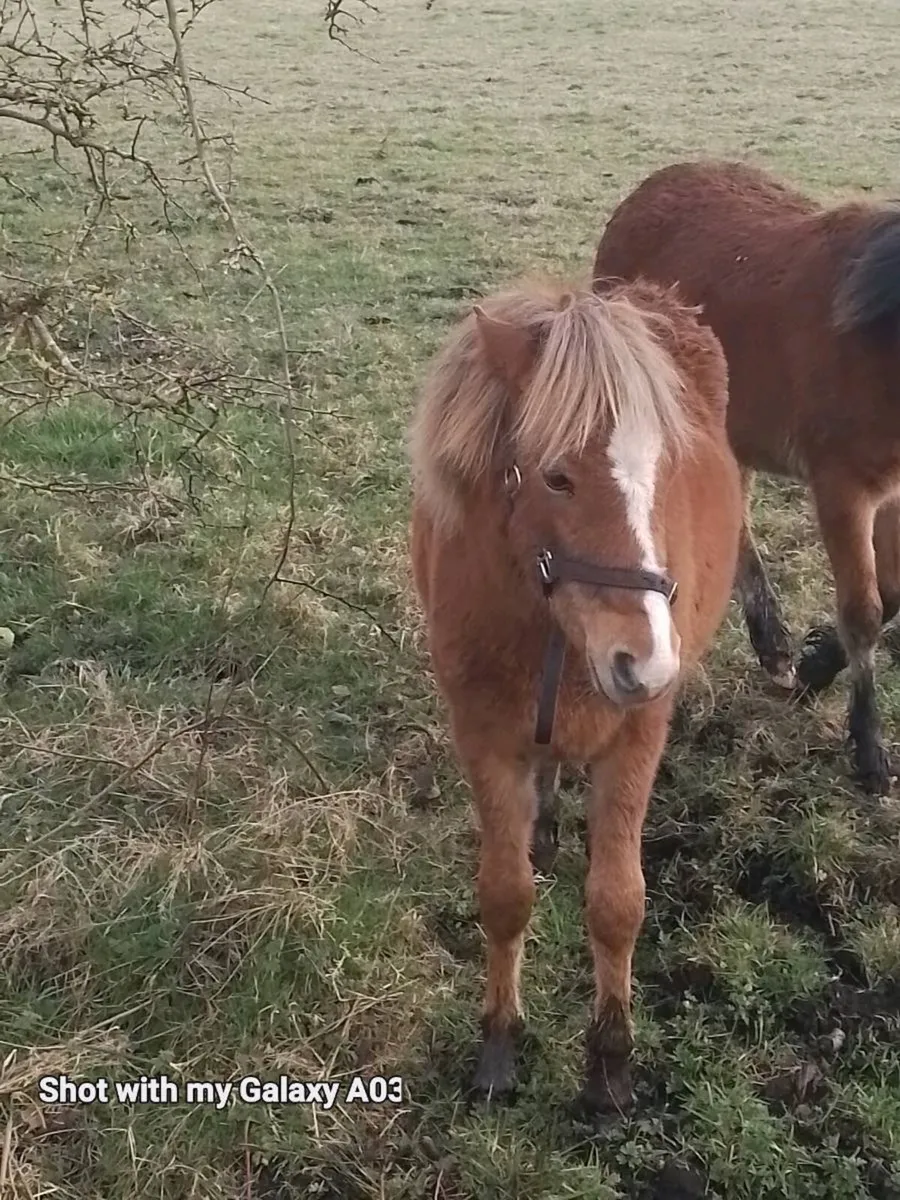 Kerry bog pony mare in foal also 2 fillies - Image 4