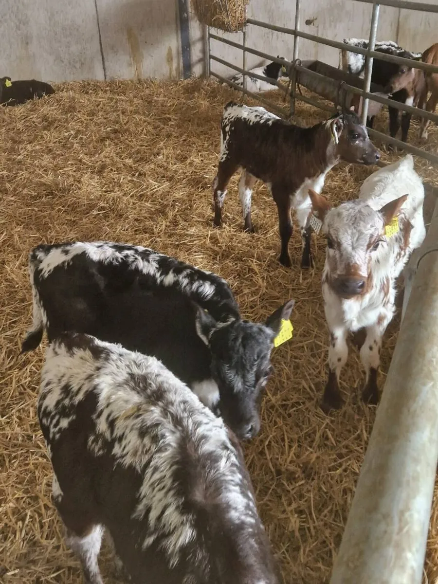 Speckled park - Image 1