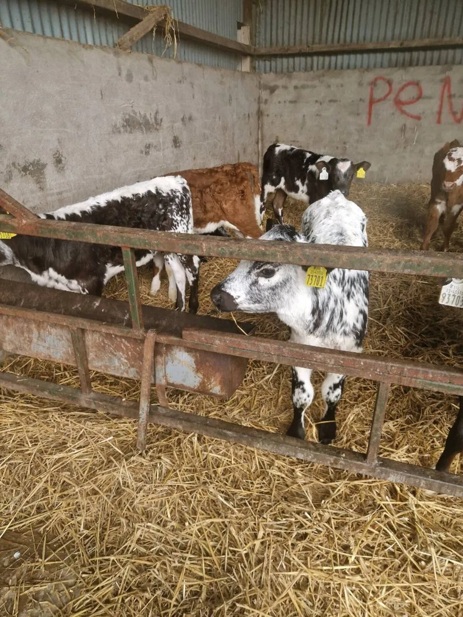 Speckled park - Image 4