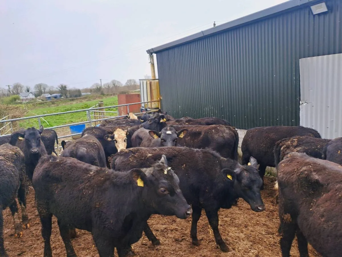 22 HEREFORD AND ANGUS HEIFERS 300KGS - Image 2