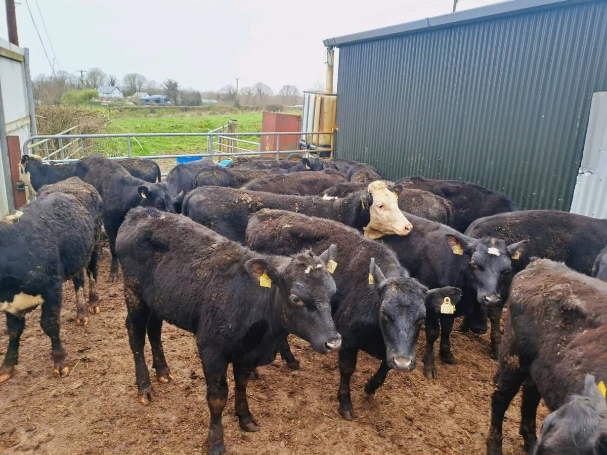 22 HEREFORD AND ANGUS HEIFERS 300KGS - Image 3