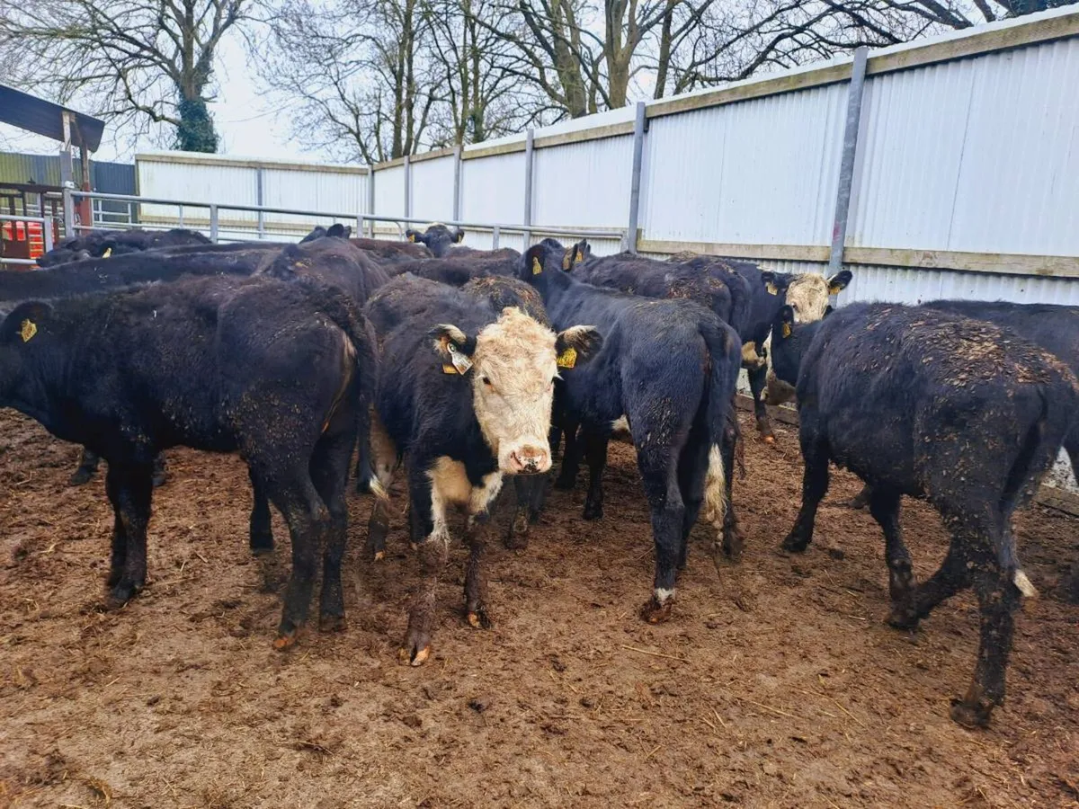 22 HEREFORD AND ANGUS HEIFERS 300KGS - Image 4