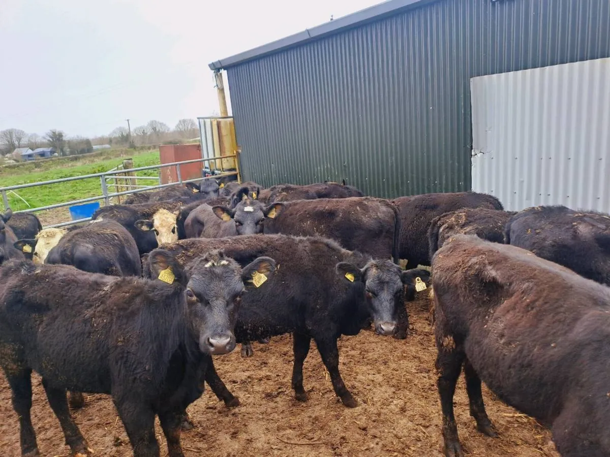 22 HEREFORD AND ANGUS HEIFERS 300KGS - Image 1
