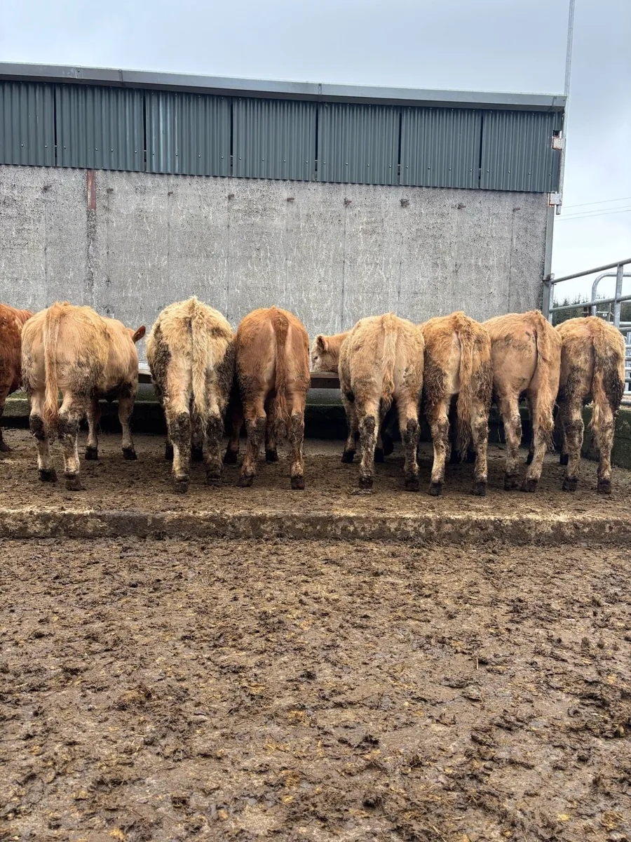 17 super quality heifers - Image 1