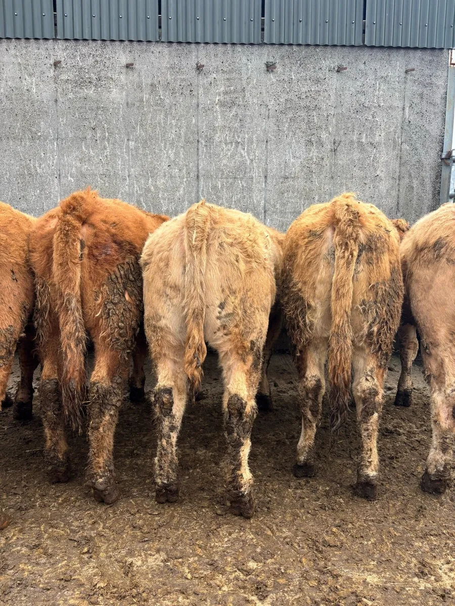 17 super quality heifers - Image 2