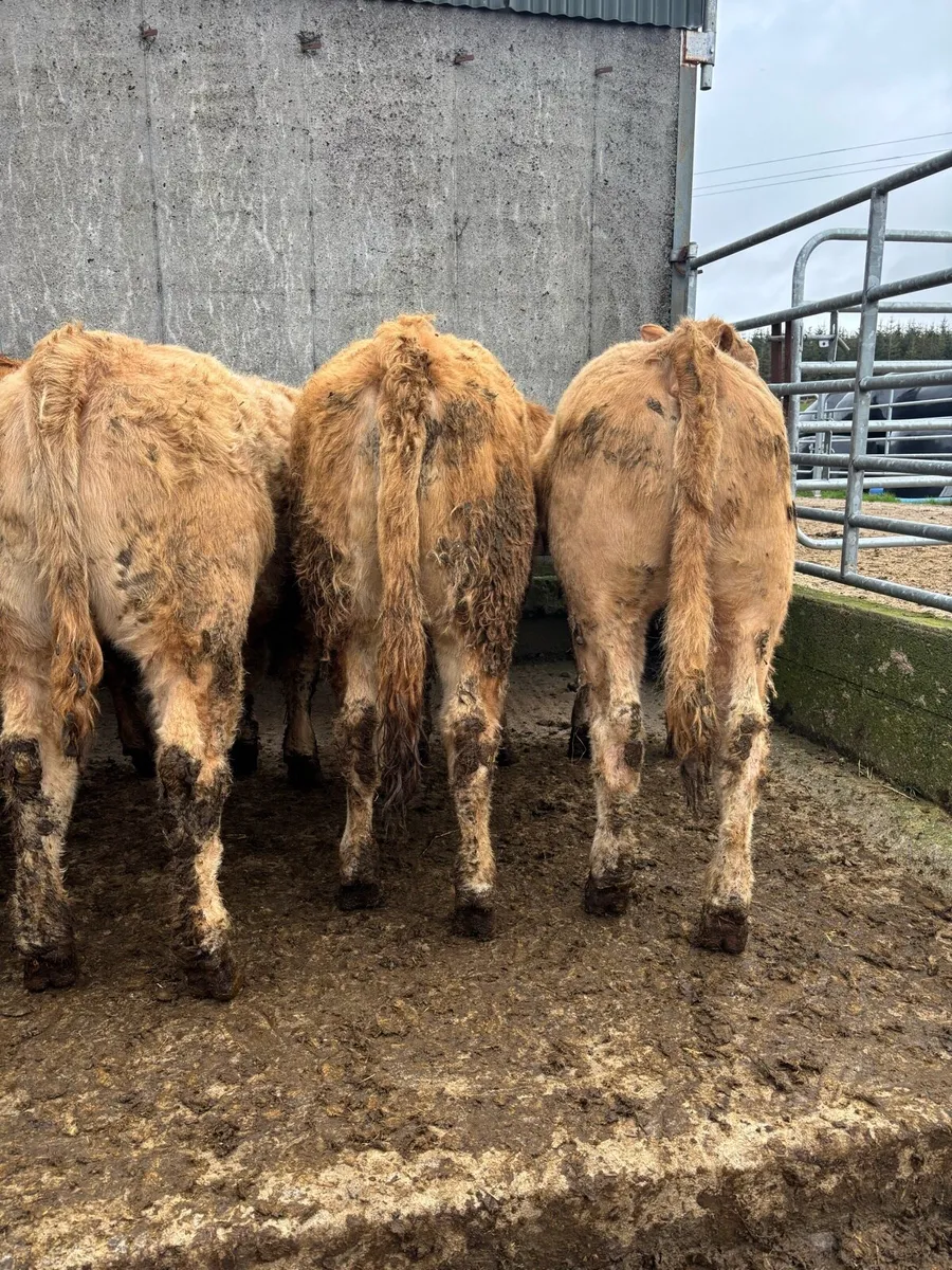 17 super quality heifers - Image 3