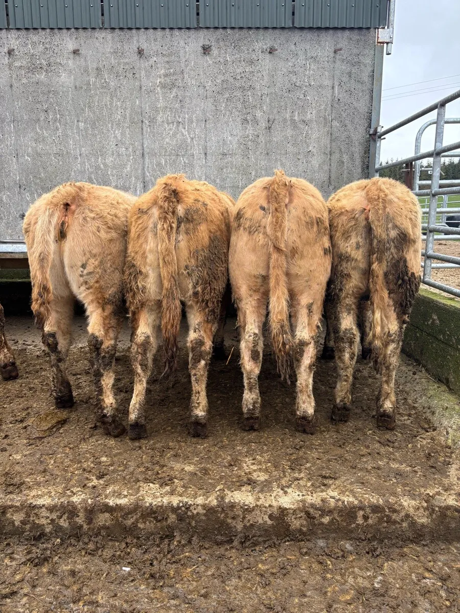 17 super quality heifers - Image 4