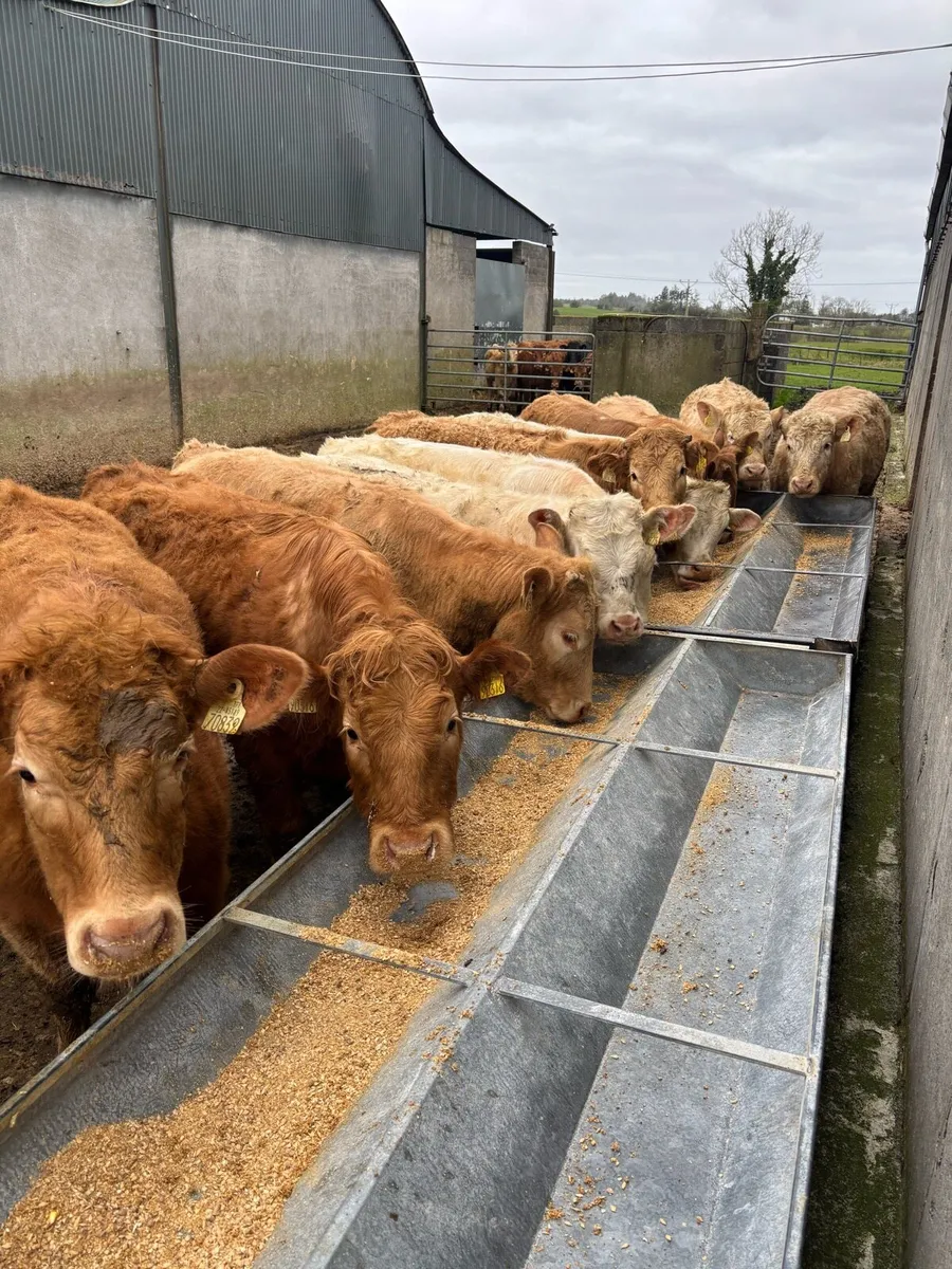 17 super quality heifers - Image 1