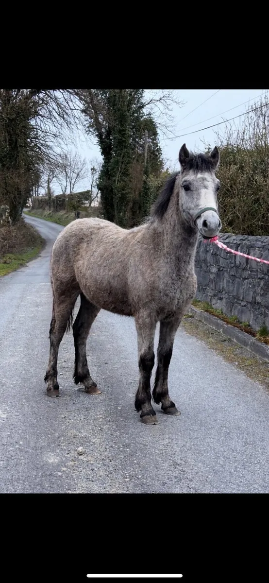 Stunning Connemara - Image 3