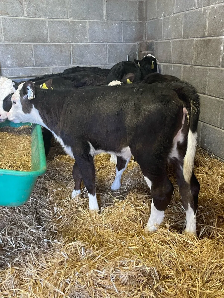 Quality Hereford Heifers - Image 3