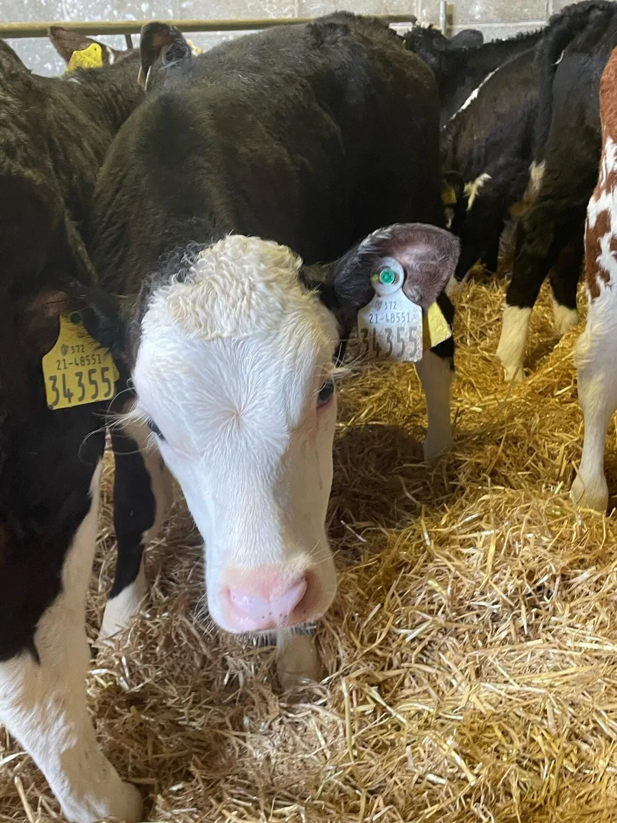 Quality Hereford Heifers - Image 4