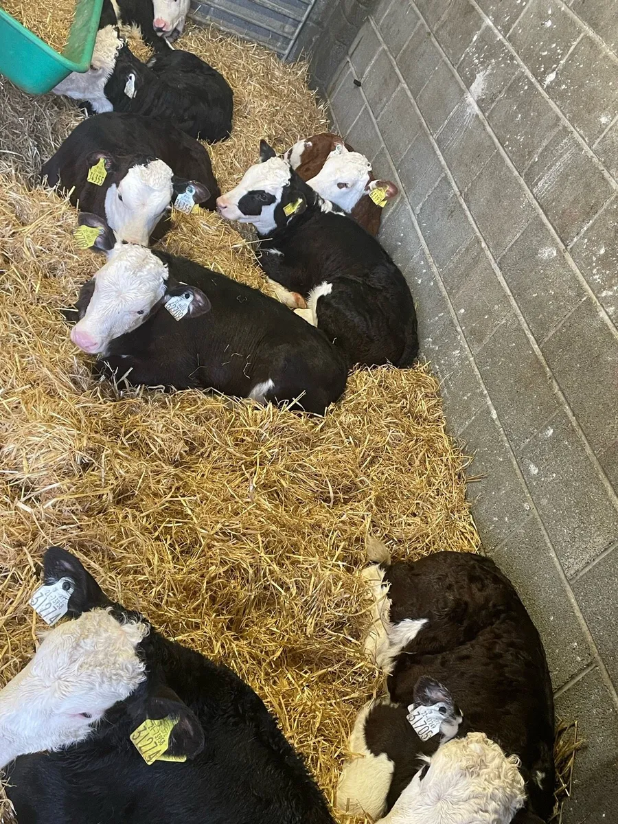 Quality Hereford Heifers - Image 1
