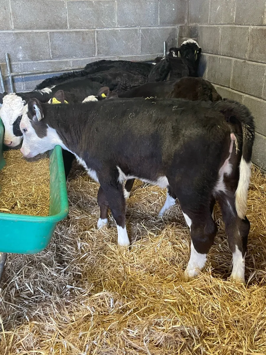 Quality Hereford Heifers - Image 2