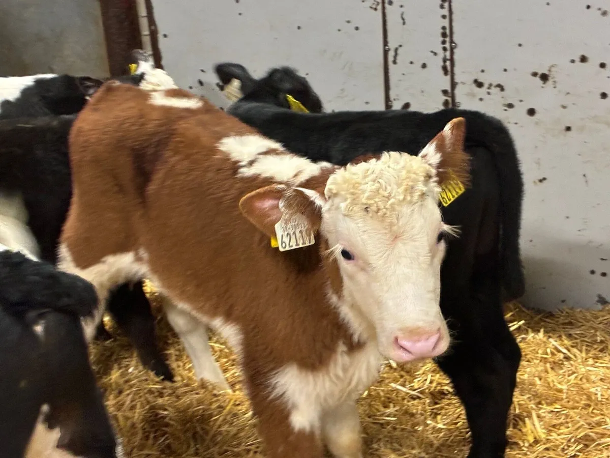 Super Hereford Bull Calves - Image 1