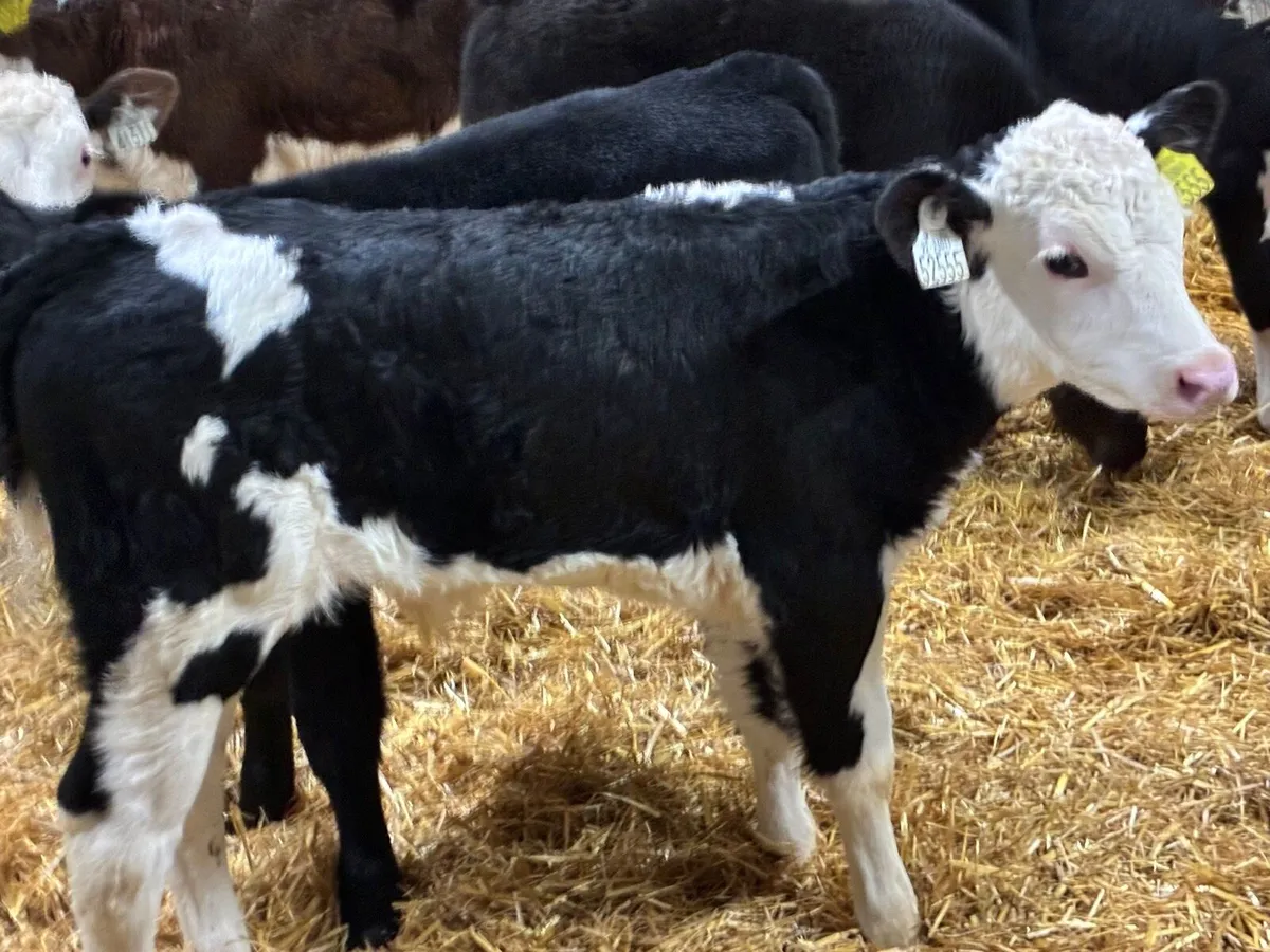 Super Hereford Bull Calves - Image 2
