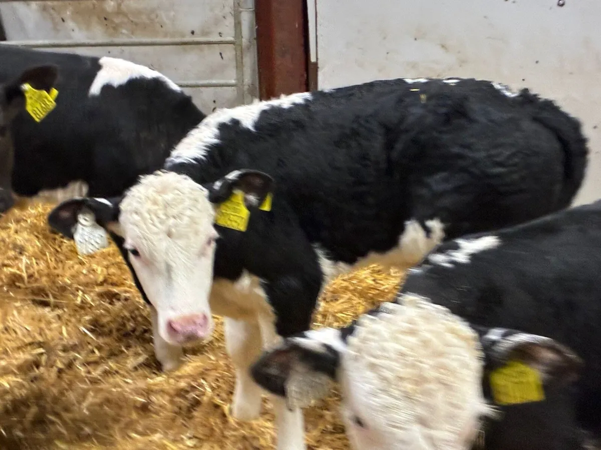 Super Hereford Bull Calves - Image 3
