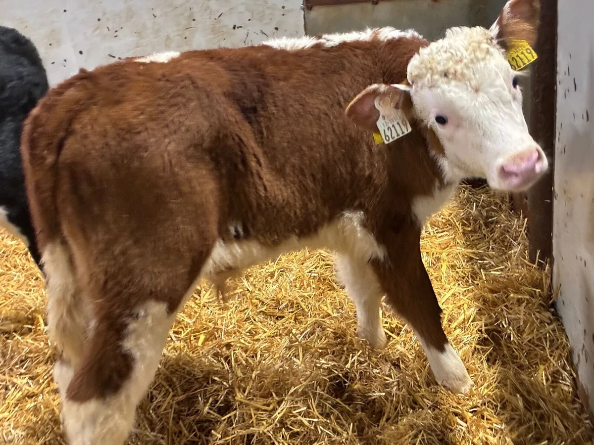 Super Hereford Bull Calves - Image 4