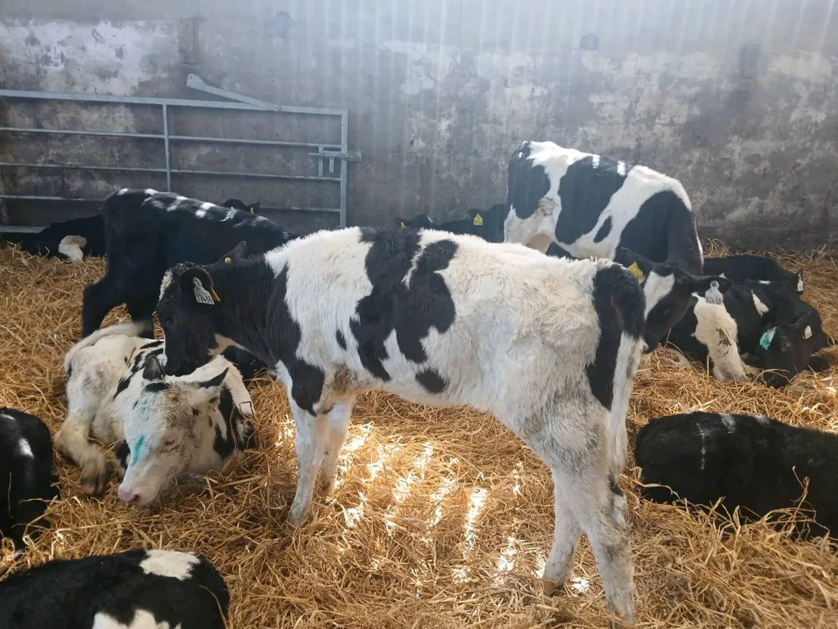 Heifer calves - Image 4