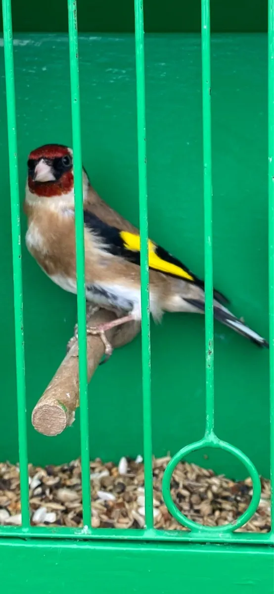 Singing Birds - Image 2