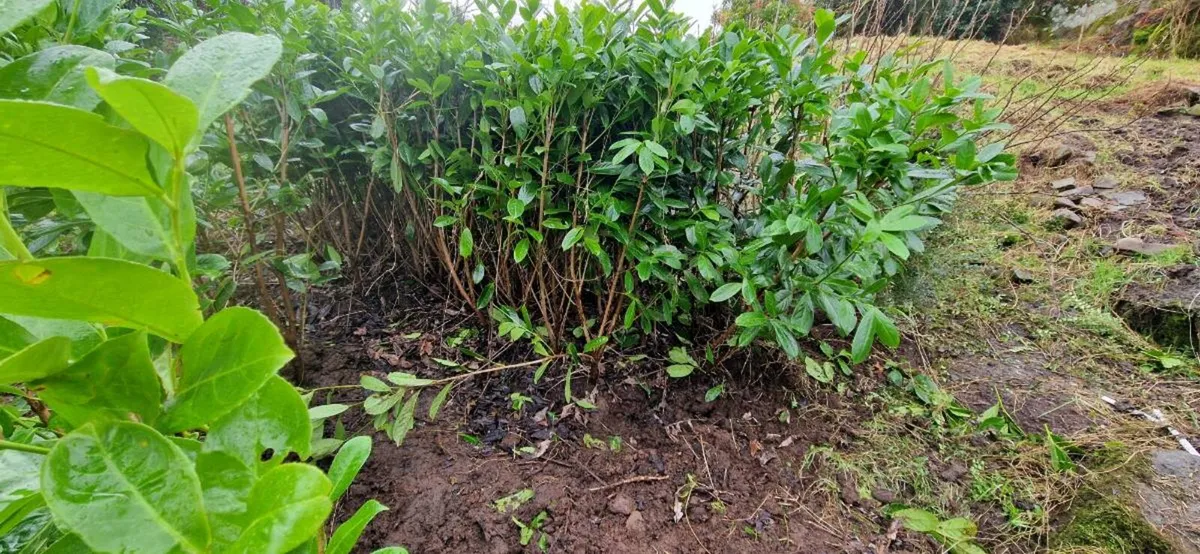 LAUREL 4FT TALL BARE ROOT 50 LEFT - Image 1