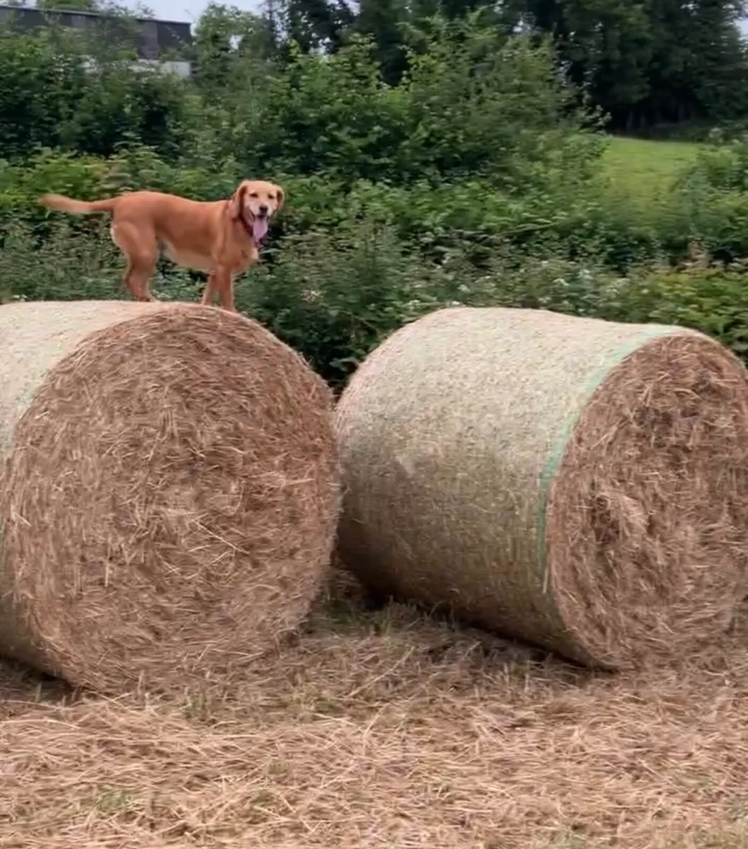 Round bales hay and Haylage for sale