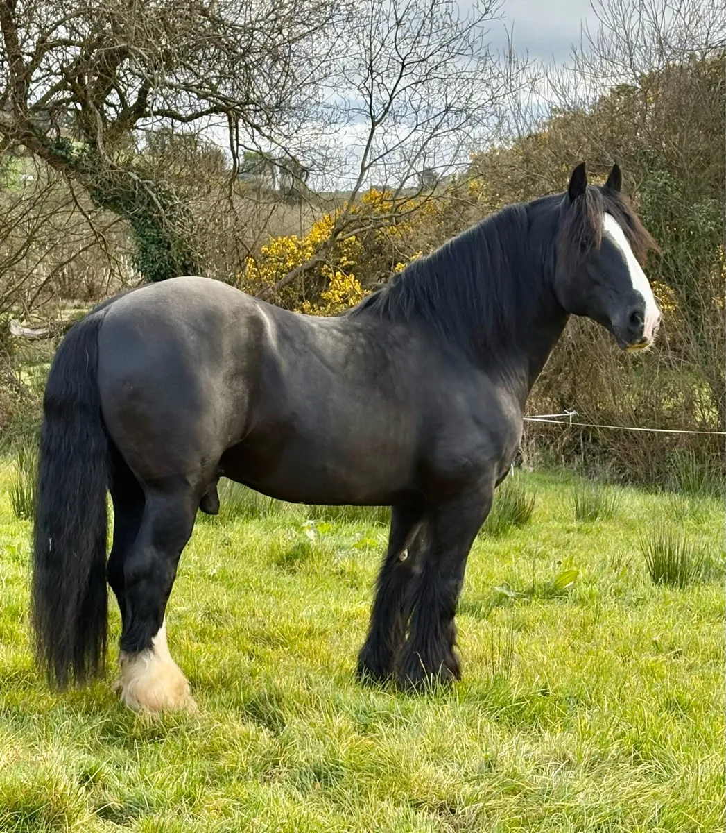 ⚡️16hh Black Irish Cob Stallion at Stud⚡️ - Image 1