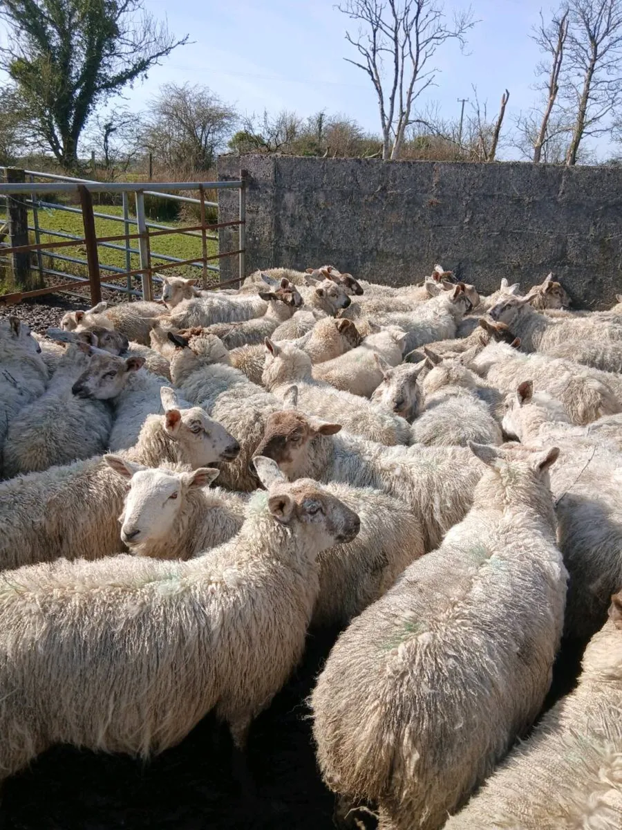 150 Suffolk, Texel cross and Aberfield ewe lambs - Image 3