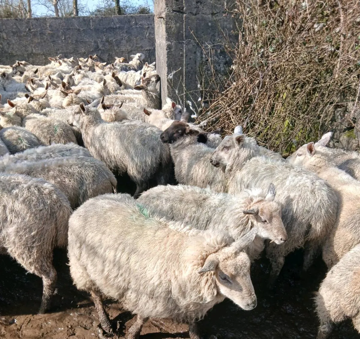 150 Suffolk, Texel cross and Aberfield ewe lambs - Image 4