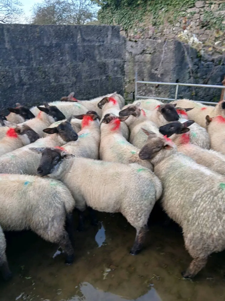 150 Suffolk, Texel cross and Aberfield ewe lambs - Image 1