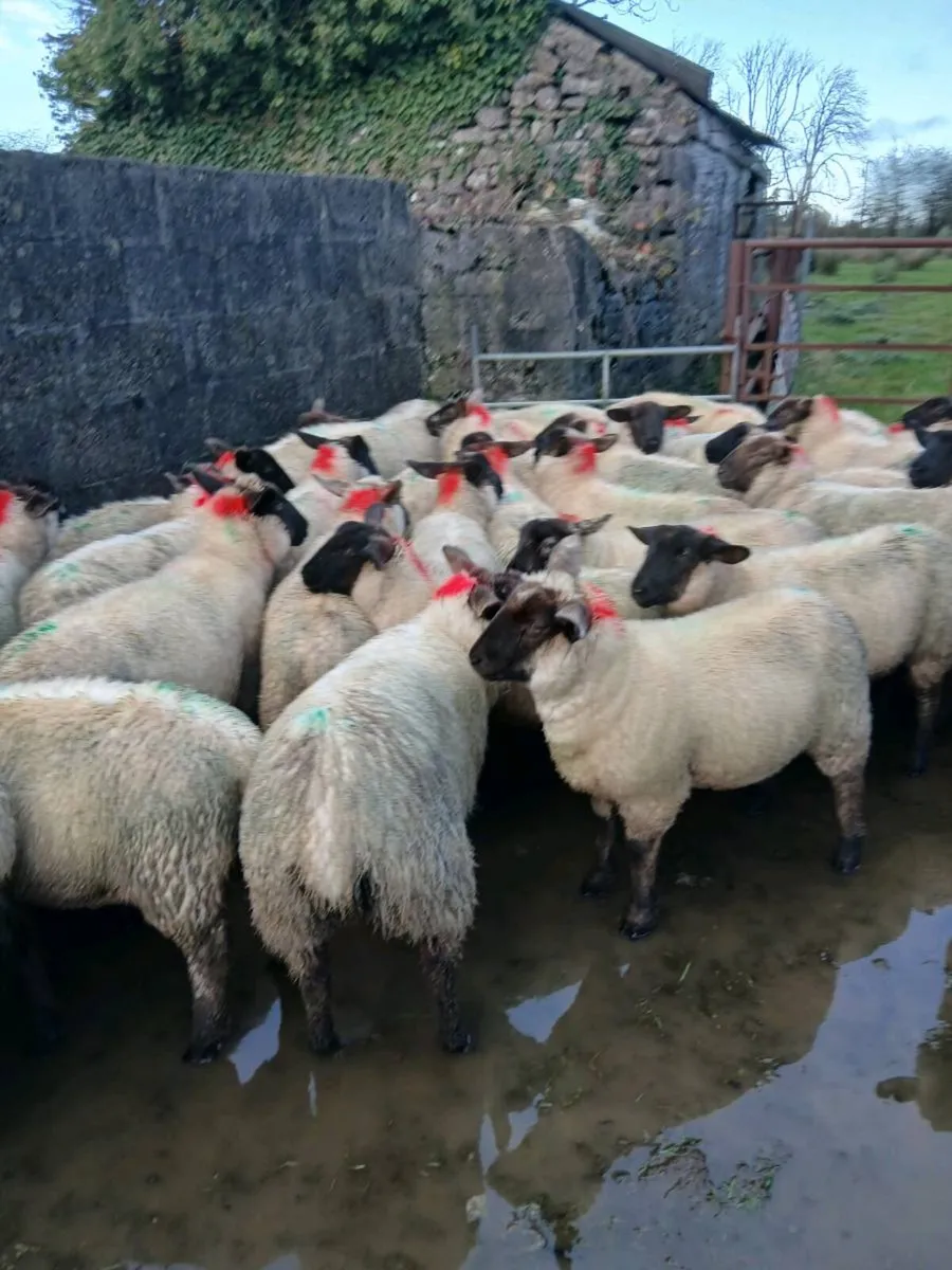 150 Suffolk, Texel cross and Aberfield ewe lambs - Image 2
