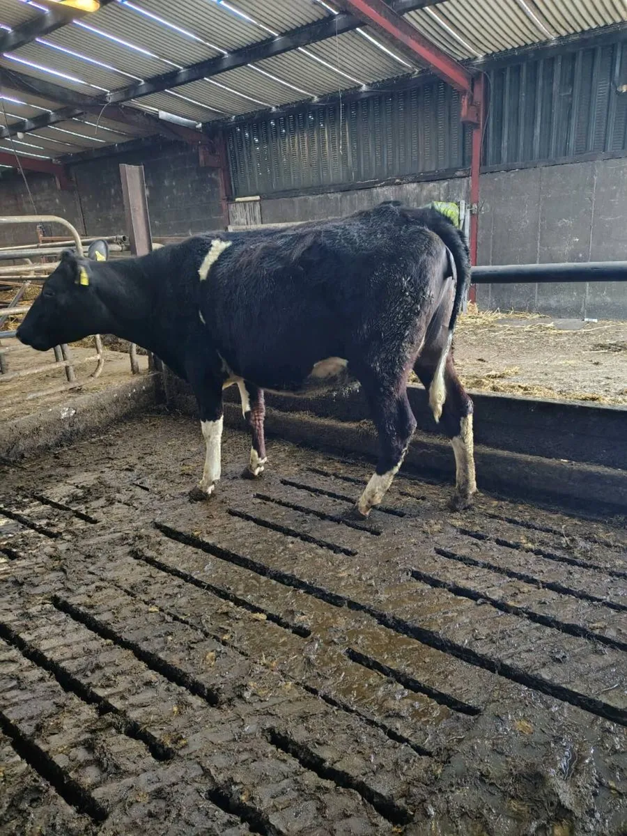 Friesan incalf heifers - Image 3